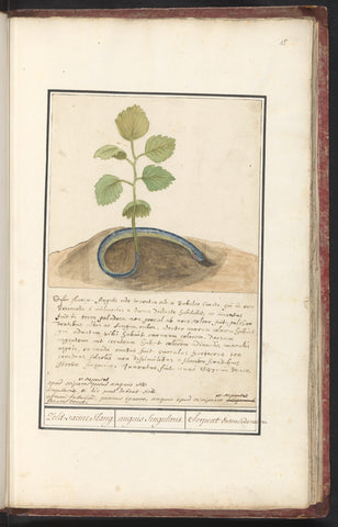 Snake with plant tail, Anselm Boëtius de Boodt, 1596 - 1610 Canvas Print