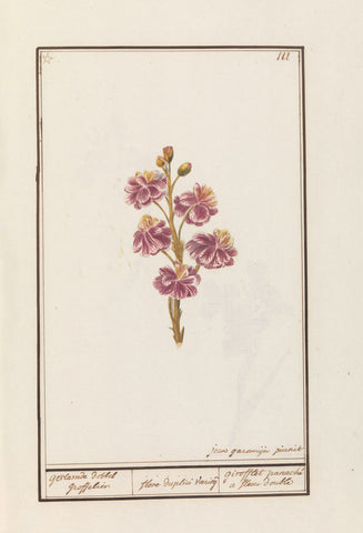 Muurbloem (Erysimum cheiri), Jan Anton Garemyn, 1790 - 1799 Canvas Print