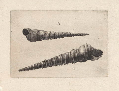 Shells, turritella terebra (A) and turritella duplicata (B), Wenceslaus Hollar, 1644 - 1652 Canvas Print