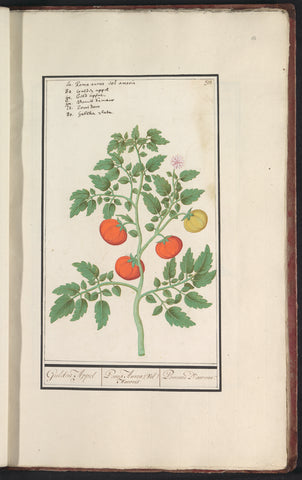 Tomato (Solanum lycopersicum), Anselm Boëtius de Boodt, 1596 - 1610 Canvas Print