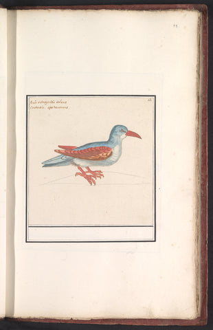 Unknown bird, Anselm Boëtius de Boodt, 1596 - 1610 Canvas Print