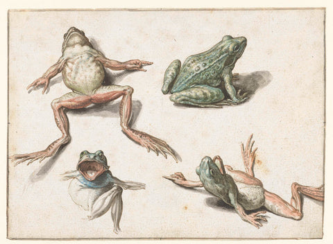 Four studies of a frog, Jacob de Gheyn (II), 1575 - 1625 Canvas Print