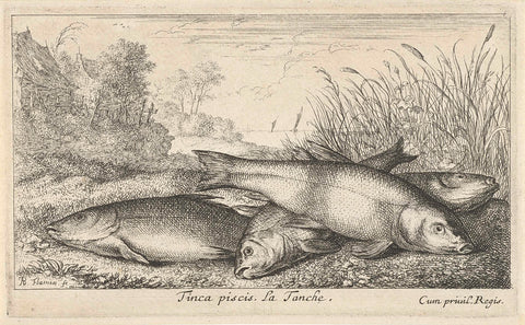 Four Tench on a RiverBank, Albert Flamen, 1664 Canvas Print