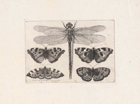 Dragonfly and Four Butterflies, Wenceslaus Hollar, 1647 Canvas Print