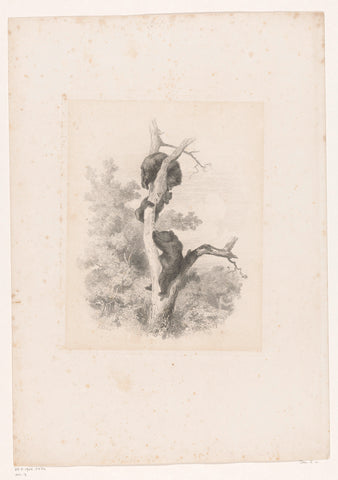 Three bears in a tree, Karl Bodmer, 1847 Canvas Print