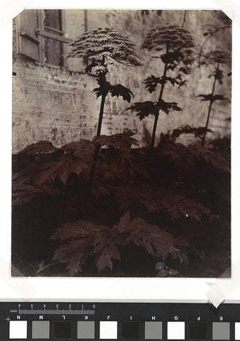 Study of Plants, Eugène Atget, c. 1900 - c. 1910 Canvas Print