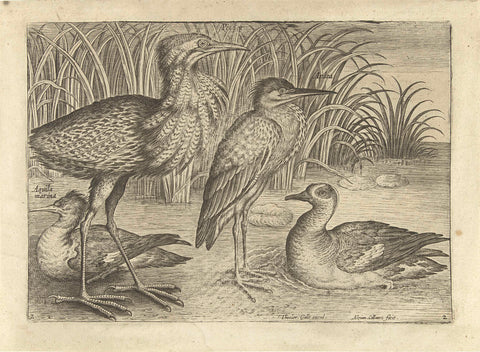 Four wading birds along a shore, Adriaen Collaert, after 1598 - 1618 Canvas Print