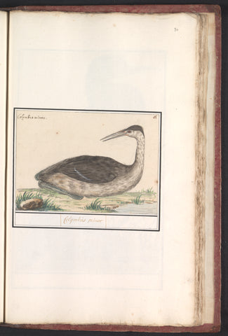 Grebe (Podiceps cristatus), Anselm Boëtius de Boodt, 1596 - 1610 Canvas Print