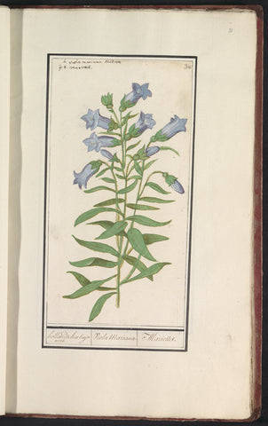 Klokjesgentiaan (Gentiana pneumonanthe), Anselm Boëtius de Boodt, 1596 - 1610 Canvas Print