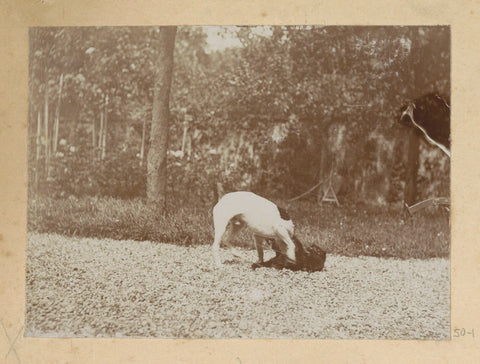 Stoeiende hond en kat, Hendrik Herman van den Berg, in or after 1890 - in or before 1894 Canvas Print