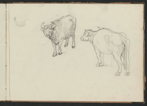 Oxen and a horn, Abraham Teerlink, c. 1808 - c. 1857 Canvas Print