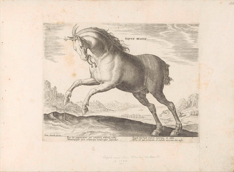 Horse of the breed Equus Regius (the Royal), anonymous, 1624 - before 1648 Canvas Print