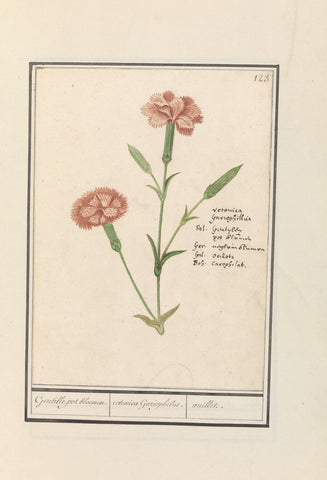 Carnation (Dianthus), Anselmus Boëtius de Boodt, 1596 - 1610 Canvas Print