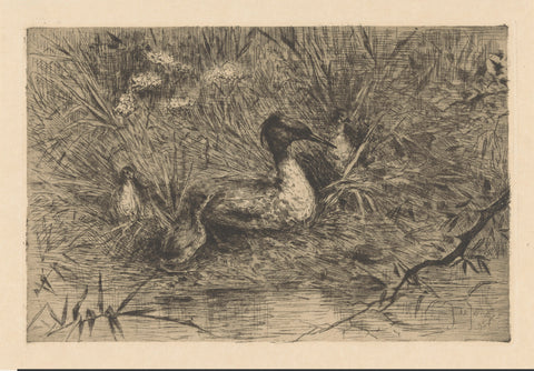 Waterfowl with crest on a nest on the water, Jan de Jong (1864-1901), 1895 Canvas Print