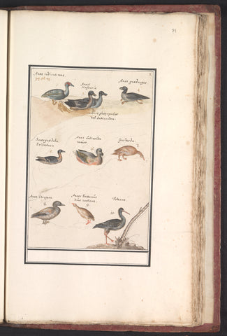 Leaf with ten ducks (Anas) and other water birds, Anselmus Boëtius de Boodt, 1596 - 1610 Canvas Print