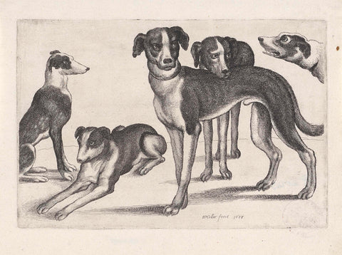 Five hunting dogs, Wenceslaus Hollar, 1647 Canvas Print