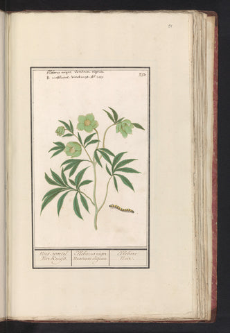 Sneezeweed (Helleborus), Anselm Boëtius de Boodt, 1596 - 1610 Canvas Print