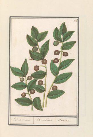 Olive (Olea europaea), Anselmus Boetius de Boodt, 1596 - 1610 Canvas Print