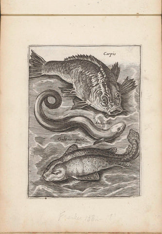 Carp, eel and dogfish, anonymous, 1635 - 1660 Canvas Print