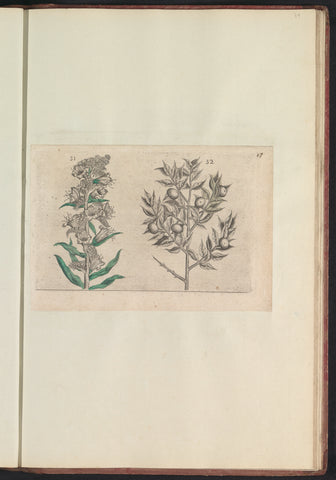 Kromhals (Anchusa arvensis) in muisdoorn (Ruscus aculeatus), anonymous, 1640 Canvas Print