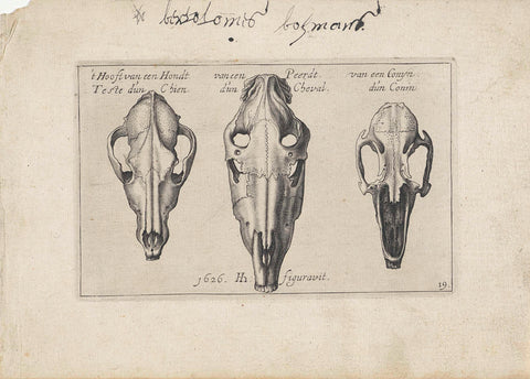 Three skeletons of animal heads, Hendrick Hondius (I), 1626 Canvas Print