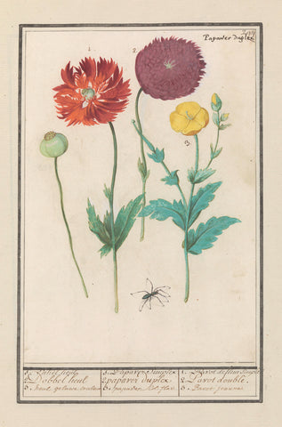 Poppy or poppy (Poppy), Anselm Boëtius de Boodt, 1596 - 1610 Canvas Print