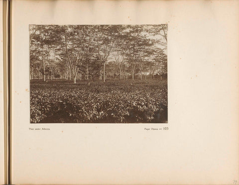 Page 103 of photo book of the General Association of Rubber Planters on the East Coast of Sumatra (AVROS), JW Meyster, c. 1924 - c. 1925 Canvas Print