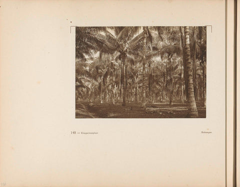 Page 148 of photo book of the General Association of Rubber Planters on the East Coast of Sumatra (AVROS), JW Meyster, c. 1924 - c. 1925 Canvas Print