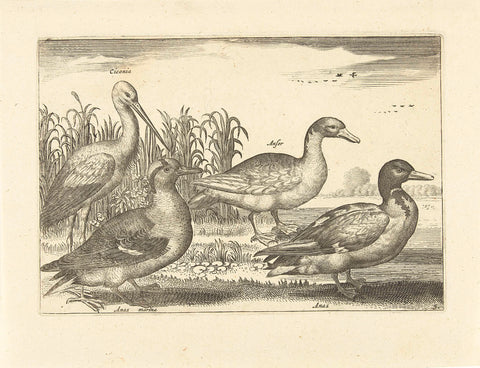 Birds in the Reeds, Adriaen Collaert, 1659 Canvas Print