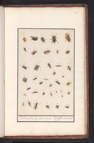 Leaf with thirty-nine insects, Anselmus Boëtius de Boodt, 1596 - 1610 Canvas Print