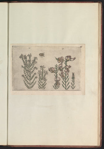 Dopheide (Erica tetralix) en bezemstruik (Spartium junceum), anonymous, 1640 Canvas Print