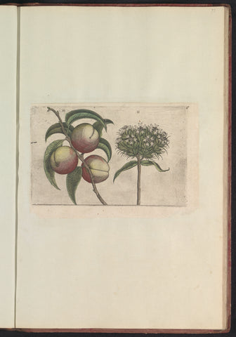 Peach (Prunus persica) and burning love (Silene chalcedonica), anonymous, 1640 Canvas Print