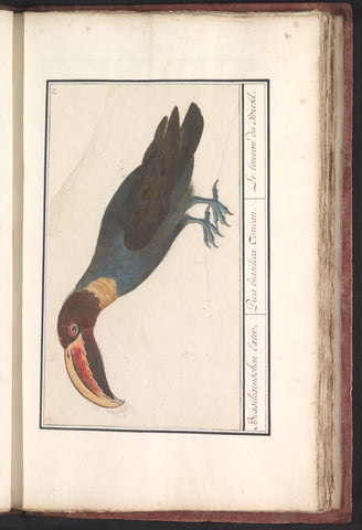 Toucan (Ramphastos), Anselm Boëtius de Boodt, 1596 - 1610 Canvas Print