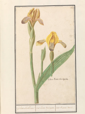 Yellow lis (Iris pseudacorus), Anselm Boetius de Boodt, 1596 - 1610 Canvas Print