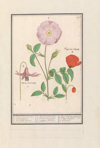 Dog's stand (Erythronium), wild rose (Rosa) and a poppy (Papaver), Anselmus Boëtius de Boodt, 1596 - 1610 Canvas Print