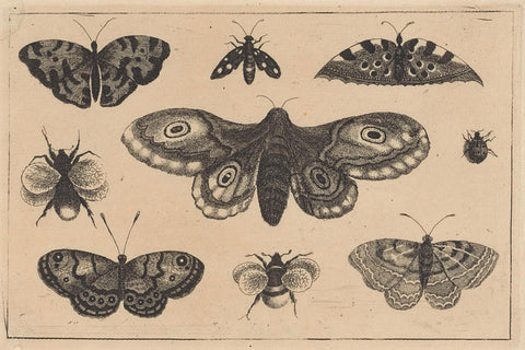 Moth, four butterflies, two bumblebees and two other insect, Wenceslaus Hollar, 1644 - 1652 Canvas Print