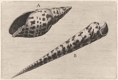 Schelpen, mitra cardinalis (A) en terebra subulata (B), Wenceslaus Hollar, 1644 - 1652 Canvas Print