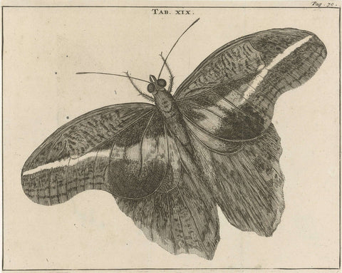 Surinamese giant butterfly XIX, Jan Luyken, 1680 Canvas Print