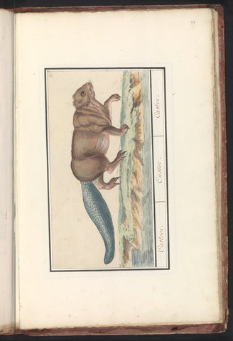 Beaver (Castor), Anselm Boëtius de Boodt, 1596 - 1610 Canvas Print