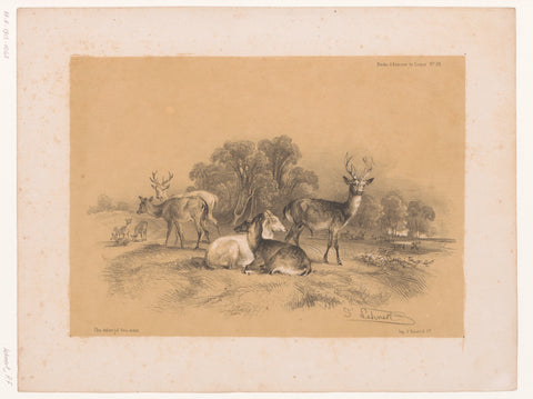 Study of a pack of red deer, Pierre Frédéric Lehnert, 1838 - 1840 Canvas Print