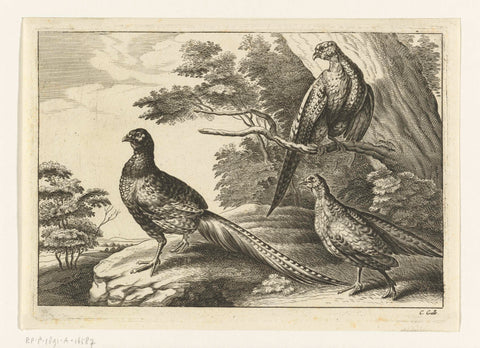 Three pheasants, Peter van Liesebetten, 1654 - 1678 Canvas Print