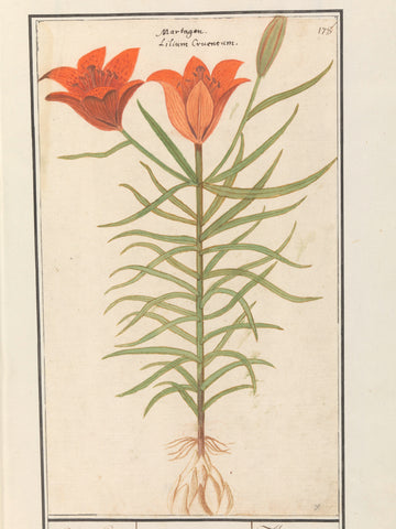 Red lily (Lilium), Anselm Boëtius de Boodt, 1596 - 1610 Canvas Print