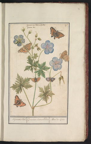 Stork's beak, probably beemdooievaarsbek (Geranium pratense), Anselmus Boëtius de Boodt, 1596 - 1610 Canvas Print