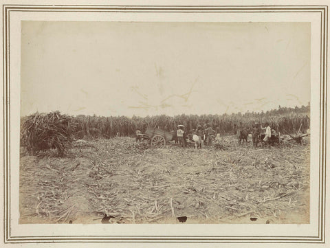 Harvesting sugar cane, Kassian Céphas, 1886 Canvas Print