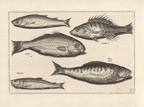 Five different fish, anonymous, 1634 Canvas Print