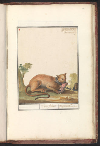 Poema (Puma concolor), anonymous, 1790 - 1814 Canvas Print