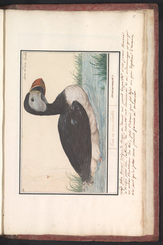 Puffin (Fratercula arctica), Anselm Boëtius de Boodt, 1596 - 1610 Canvas Print