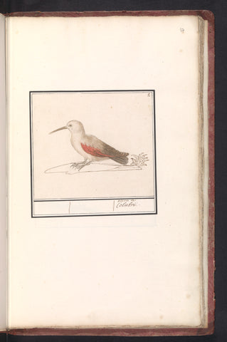 Wallcreeper, Anselm Boëtius de Boodt, 1596 - 1610 Canvas Print