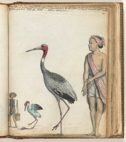 Crane, Jan Brandes, 1784 Canvas Print