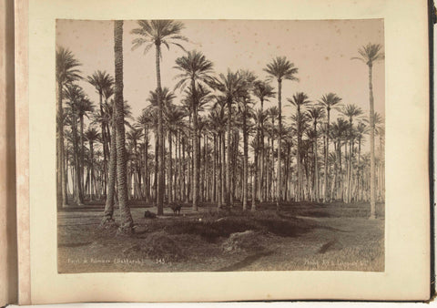 Cattle in a Palm Garden, G. Lekegian & Co., c. 1895 Canvas Print